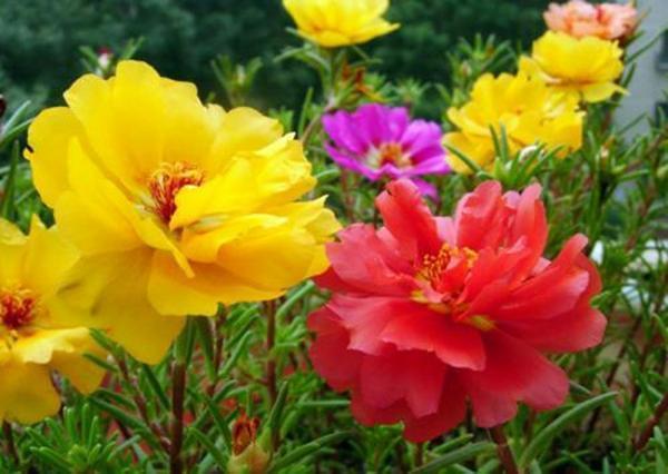 这3种花扔在阳台不用管，太阳晒多了反而开花旺，立马就是花海