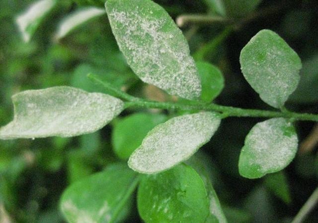 6种易遭真菌迫害的植物,有这几种花的,平时养护可得注意了!