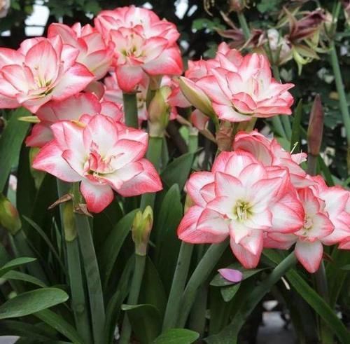 观赏价值|家里就养4种花,漂亮花期长,一年四季开不停,养护简单又漂亮!