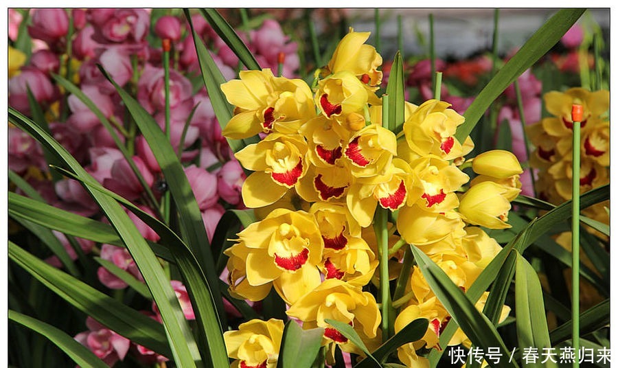 达芬奇|喜欢在家中养护花卉，就养护欣赏价值较高的3种花卉，花期长，美