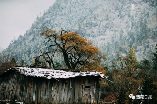 越深|越往深冬，雪越深，林芝越纯真！