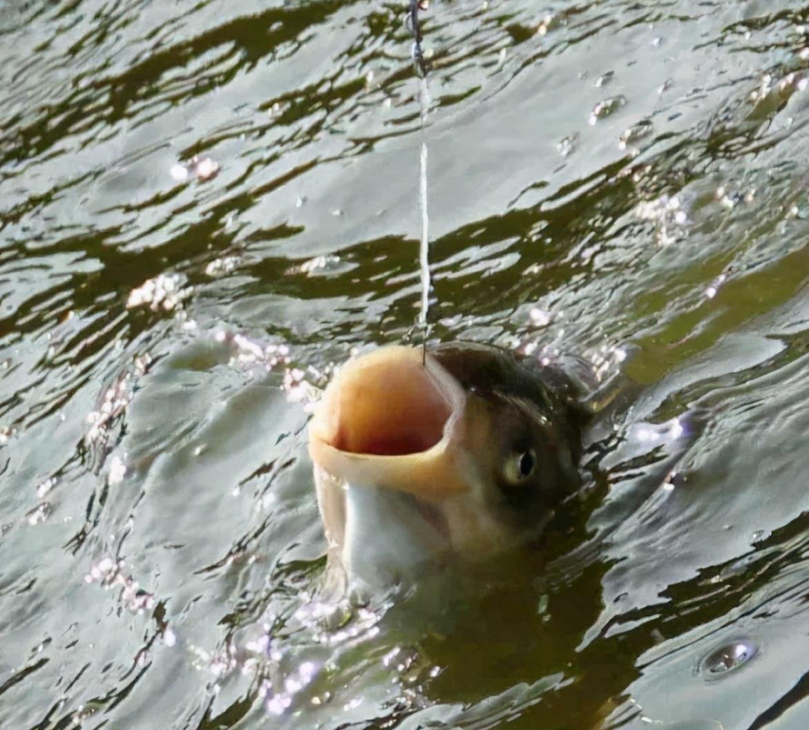 黑坑轻口鱼滑口鱼不知道怎么去钓?老司机教你饵料与调漂技巧包会