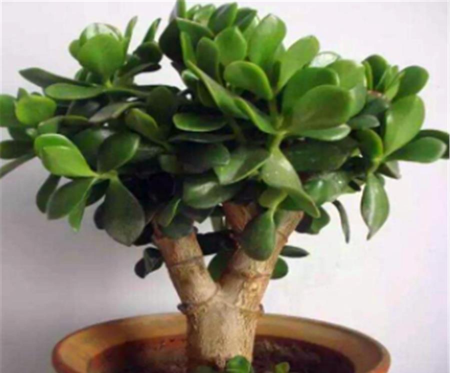 玉树|夏天玉树有4怕,难怪叶子干瘪还发黄,学会了肥厚饱满碧绿光亮