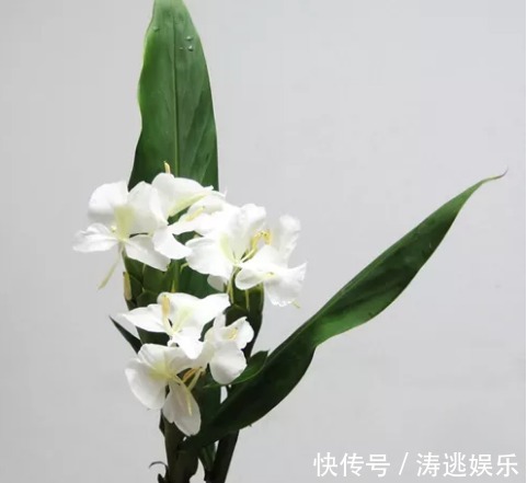 姜花|比茉莉还高雅的姜花，教你两个养护小妙招，花期长颜色多，美极了