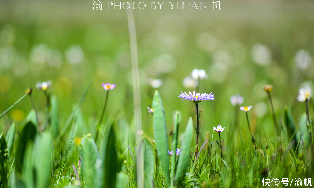 祁连山草原|端午去哪儿玩？若诗若画若尔盖，草原上的花已开好等你来赏