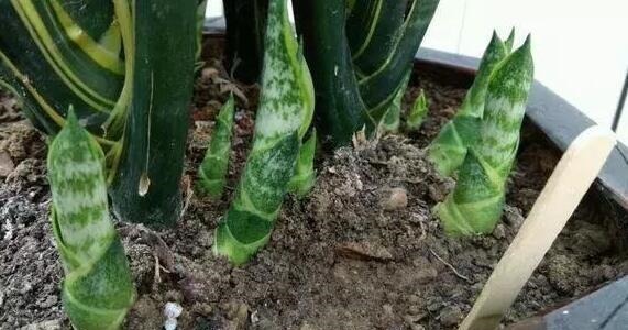 小芽|李大爷养虎皮兰,不喂“花肥”只喂“它”,养出8个“钢钻”芽!