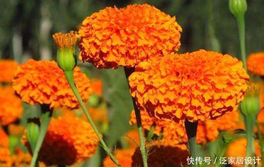 精品月季”瑞典女王“,纯洁清秀,优雅迷人,可以说是养花首选