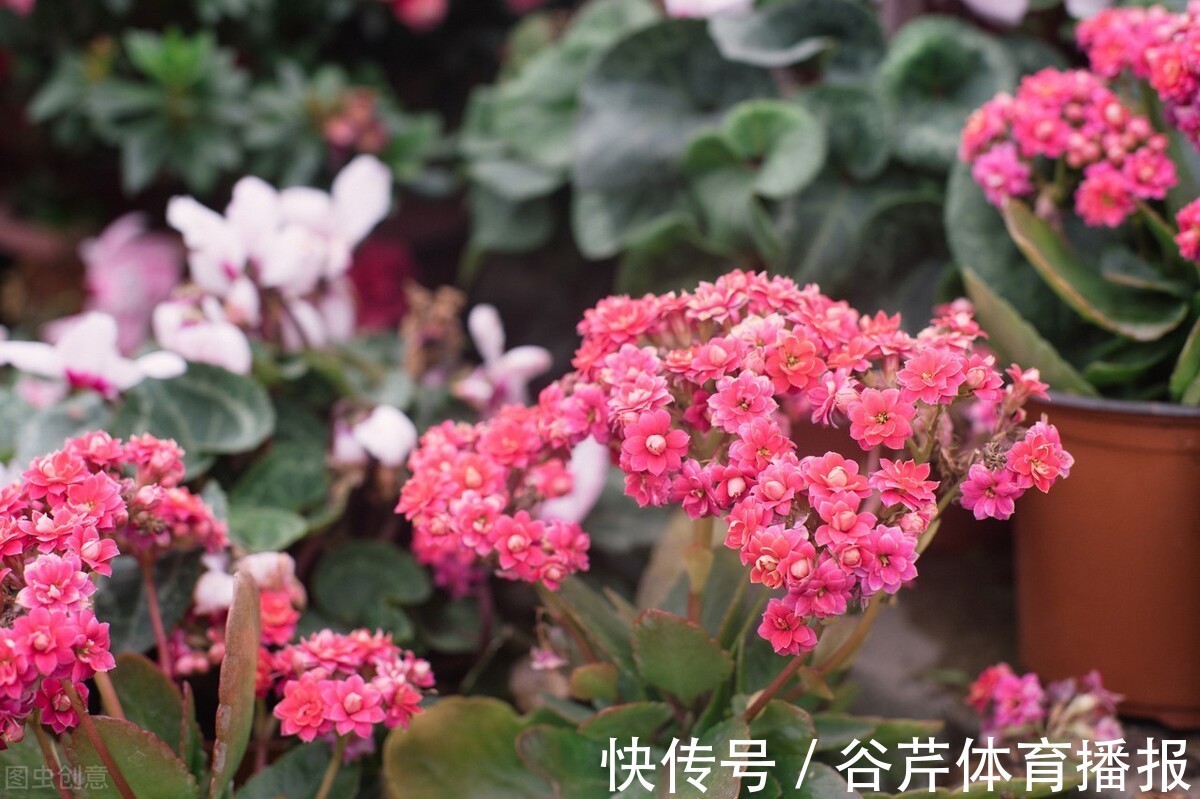 5种漂亮的花,适合养在家里,好养又吉祥,光照少一些也能长得好