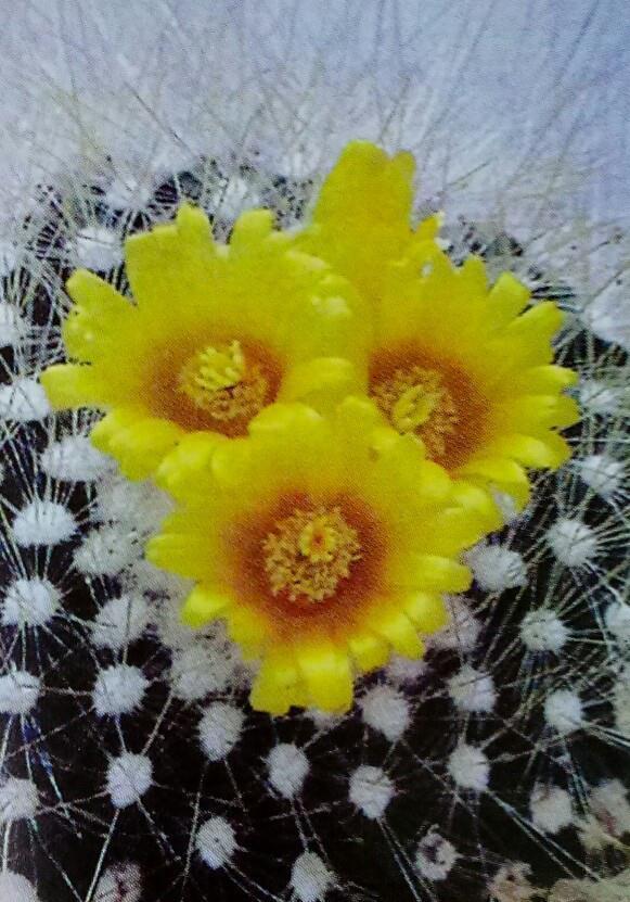 绵毛|8种奇异有趣的仙人掌,见过5种的人就神了