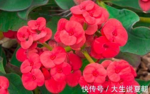4种旺运花,吉祥添富贵,养家里1盆,开花富贵、聚财运