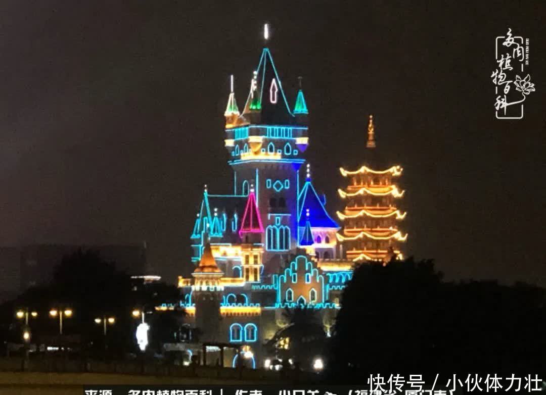 多肉,似星辰大海般的璀璨!