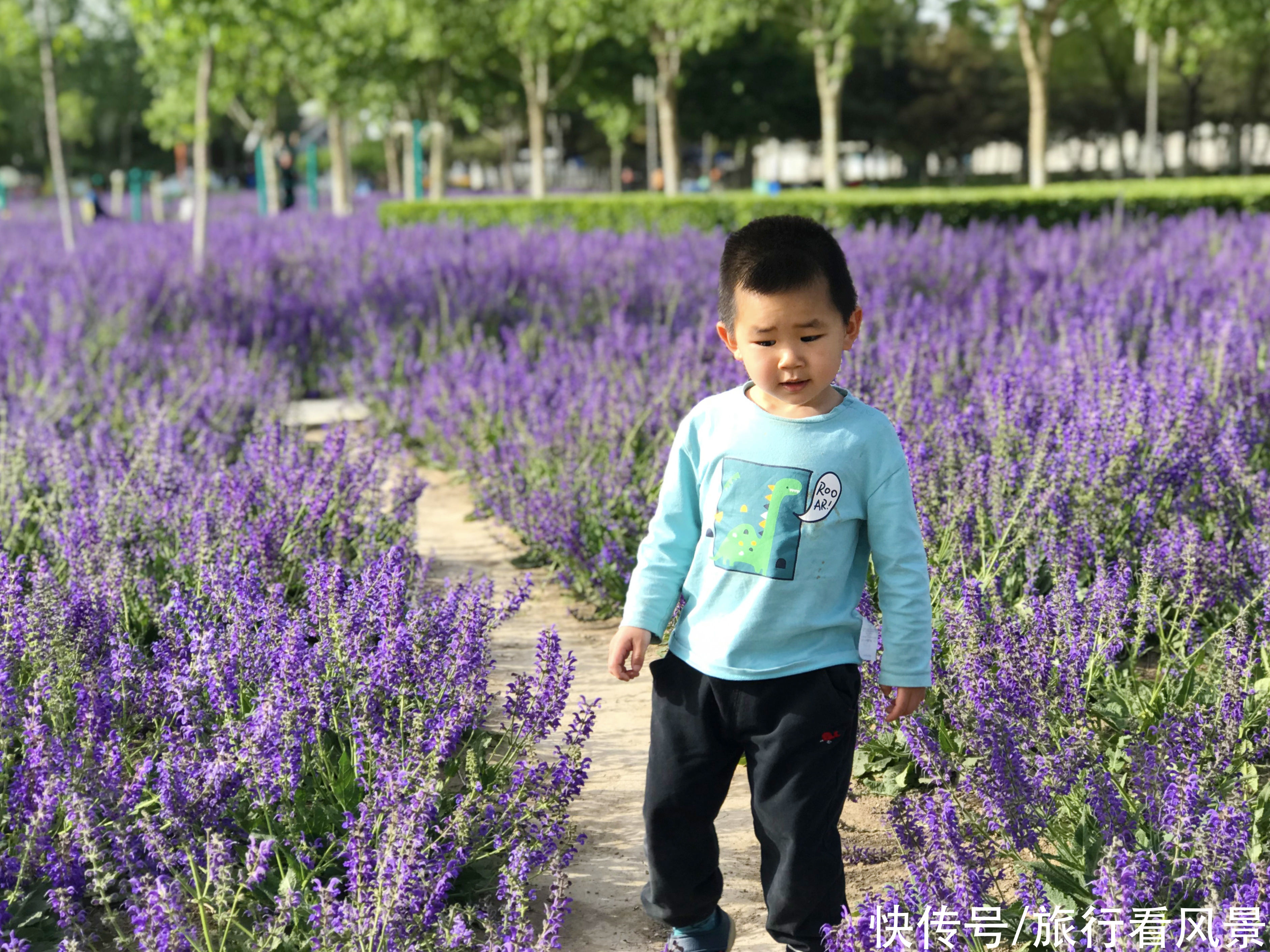 北京小众薰衣草花海绽放，地铁直达，而且不收门票