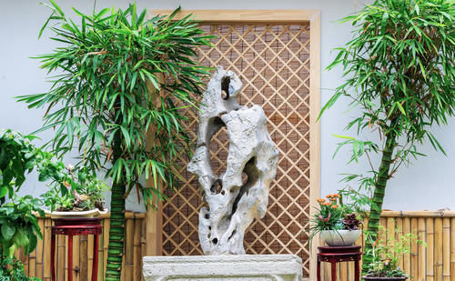 这“竹子”这么大个肚子，可谓“宰相”，好看旺财，能养20年