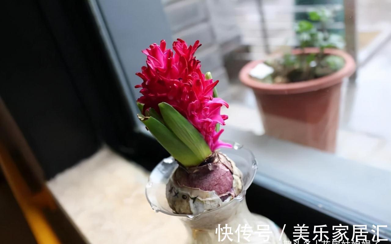 这6种花卉是“一次性的”,虽然不舍,但开完别再浪费时间去养