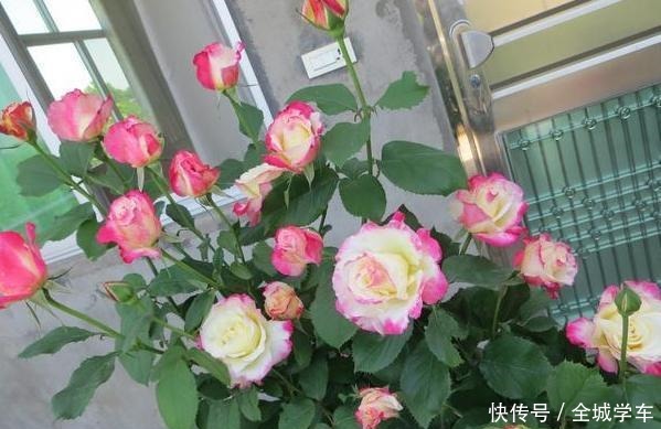 阳台上养花,就选这3种,趁着秋天添上几盆,一养就活!