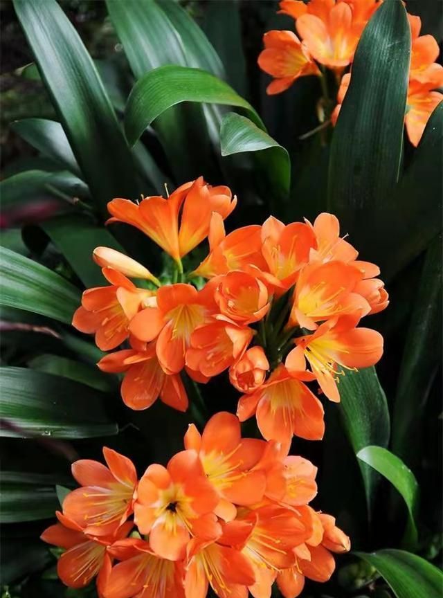 废油|君子兰长势差,盆里倒上“三废渣”,根系有劲,次月涌现“群花”