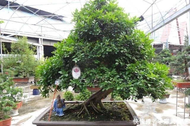 净化|不是我吹，此花我国最香，净化空气效果是绿萝10倍，落土里就活！