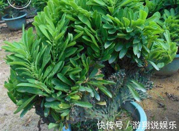 镇宅|身高八尺的“麒麟掌”，养护3个要点，长的威风凛凛，保家镇宅