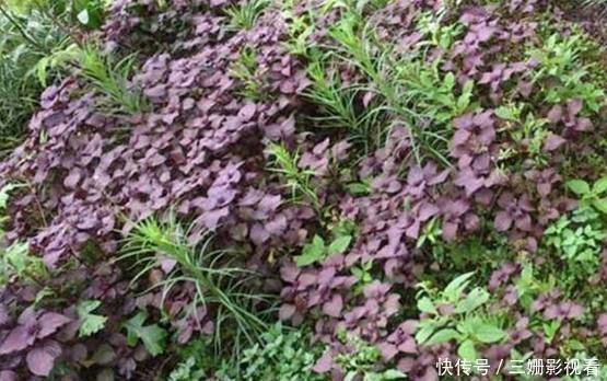 灰灰菜|在农村4种野菜,见到了可要采回家,每种都是治病的好药