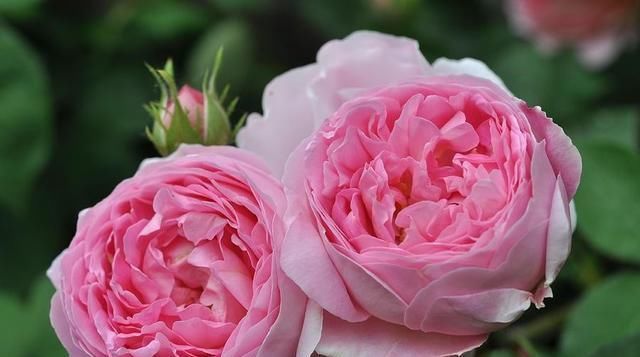 月季花上的白色虫卵 月季花上的白色虫卵