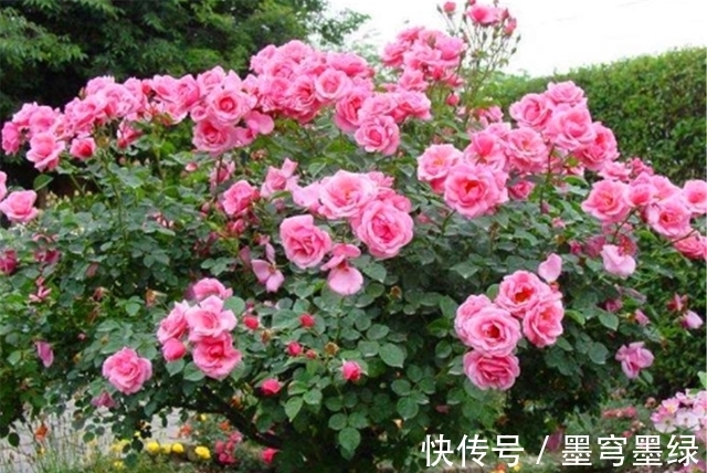 冬天月季要巧剪,“3个技巧”很实用,学会了春天新枝多又壮