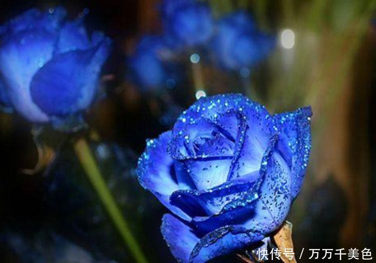 此款花卉花大色艳很漂亮,花期200多天,谁养谁爱