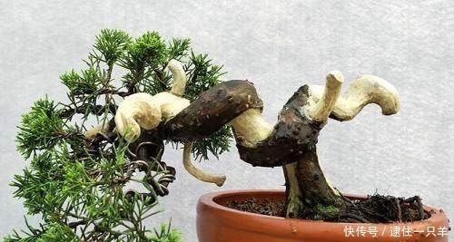 柏树做盆景有5大优势,养护需注意这4点!