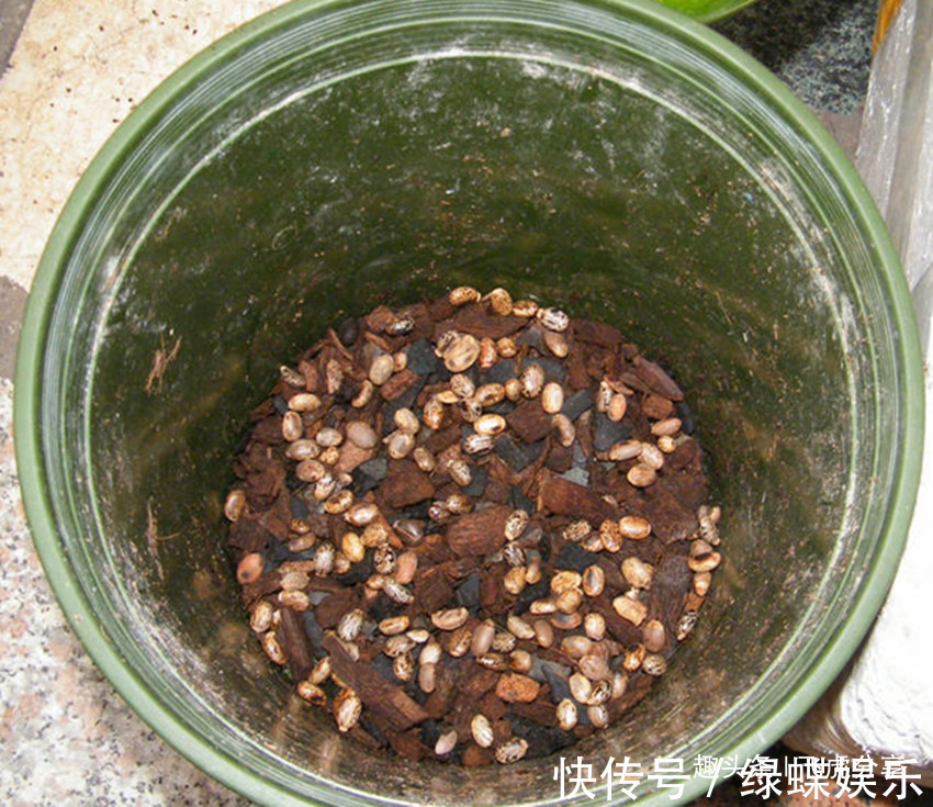 养二十年君子兰一直用此方法,从不烂根,叶片油亮,年年花开