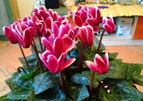 树典型：长寿花、仙客来、蟹爪兰，修剪的“对象”不一样