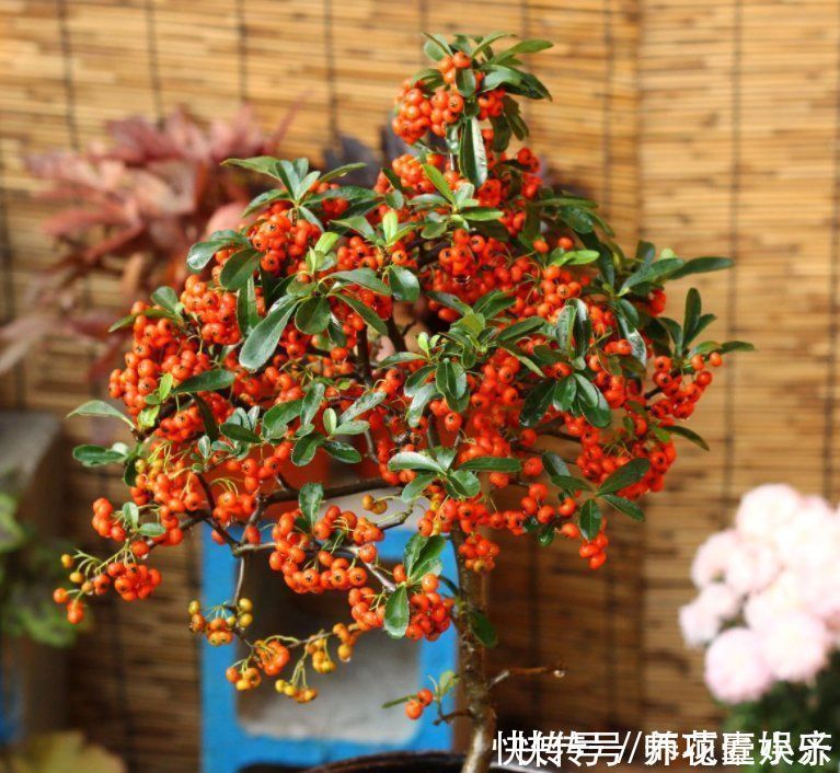 火火|7种“红色系”年宵花，养在家中添喜气，红红火火过大年