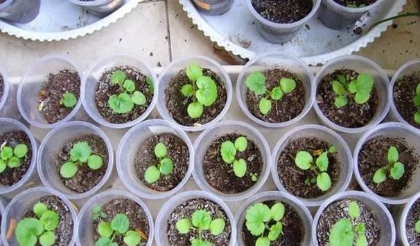  不用|天竺葵不用买，折一段枝就能开成花球！