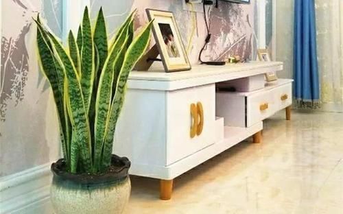 卧室、客厅必养的5种花,甲醛少、空气好,家人身体倍儿健康