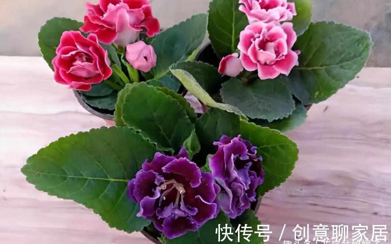 蝴蝶兰|北阳台能养出漂亮的花来吗？建议养这几种花，好养易活开花漂亮