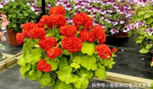 盆栽|养花就选这种,呼呼开花停不下,阳台轻松变花海,可美了!