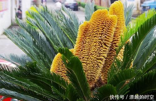 技巧|都误以为这6种绿植不开花，殊不知开花给人惊喜感，养护有技巧