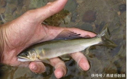 石爬子|四种比海鲜还鲜美的溪水鱼,价格动辄几百上千元,全吃过的人不多