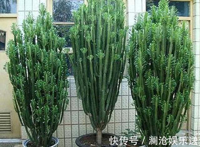 枝条|龙骨剪个叉,沾土就生根,长到“比人高”,放在门口最镇宅