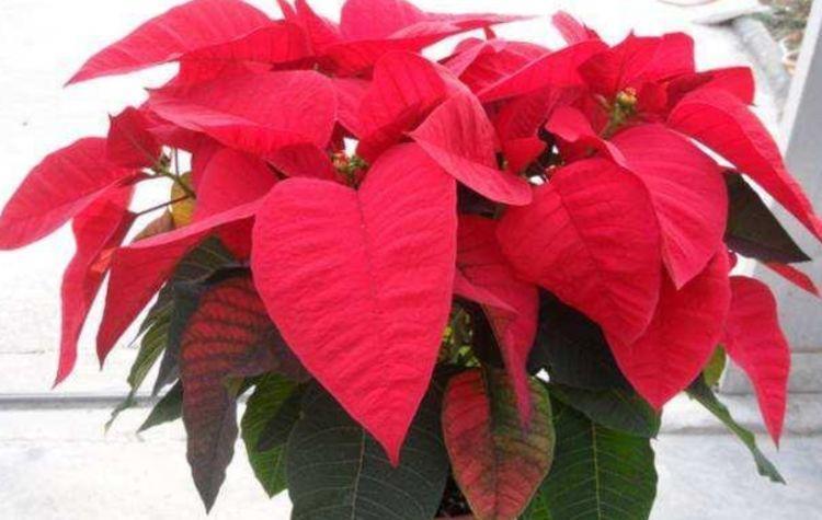 家里就养3种花，高端大气又旺财，2021年鸿运当头，福运迎门！