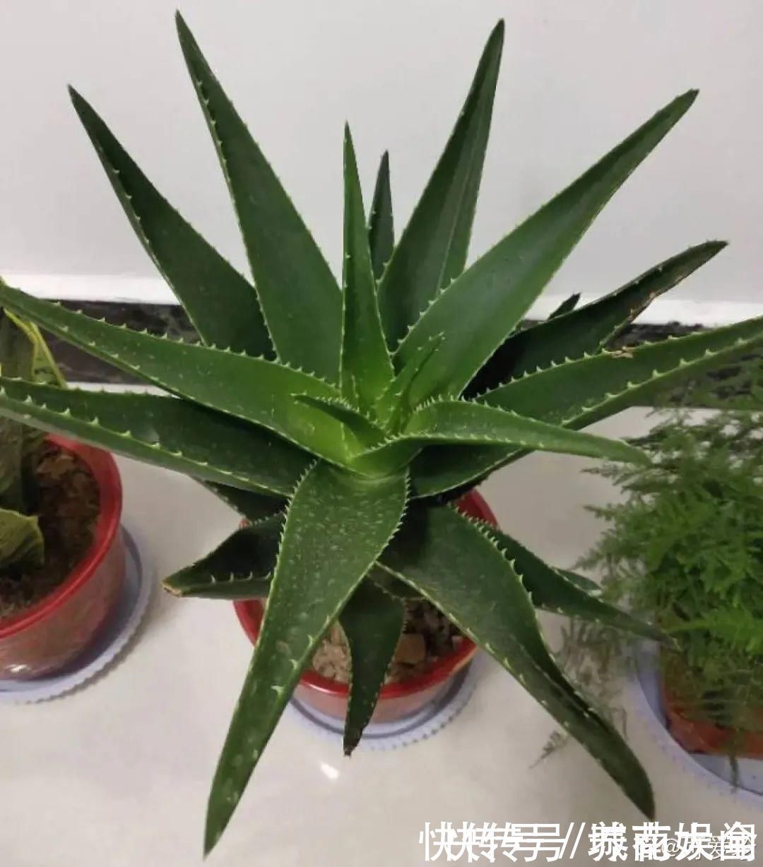 耐旱|超级耐旱花，整个冬天不浇水，还能胖一圈