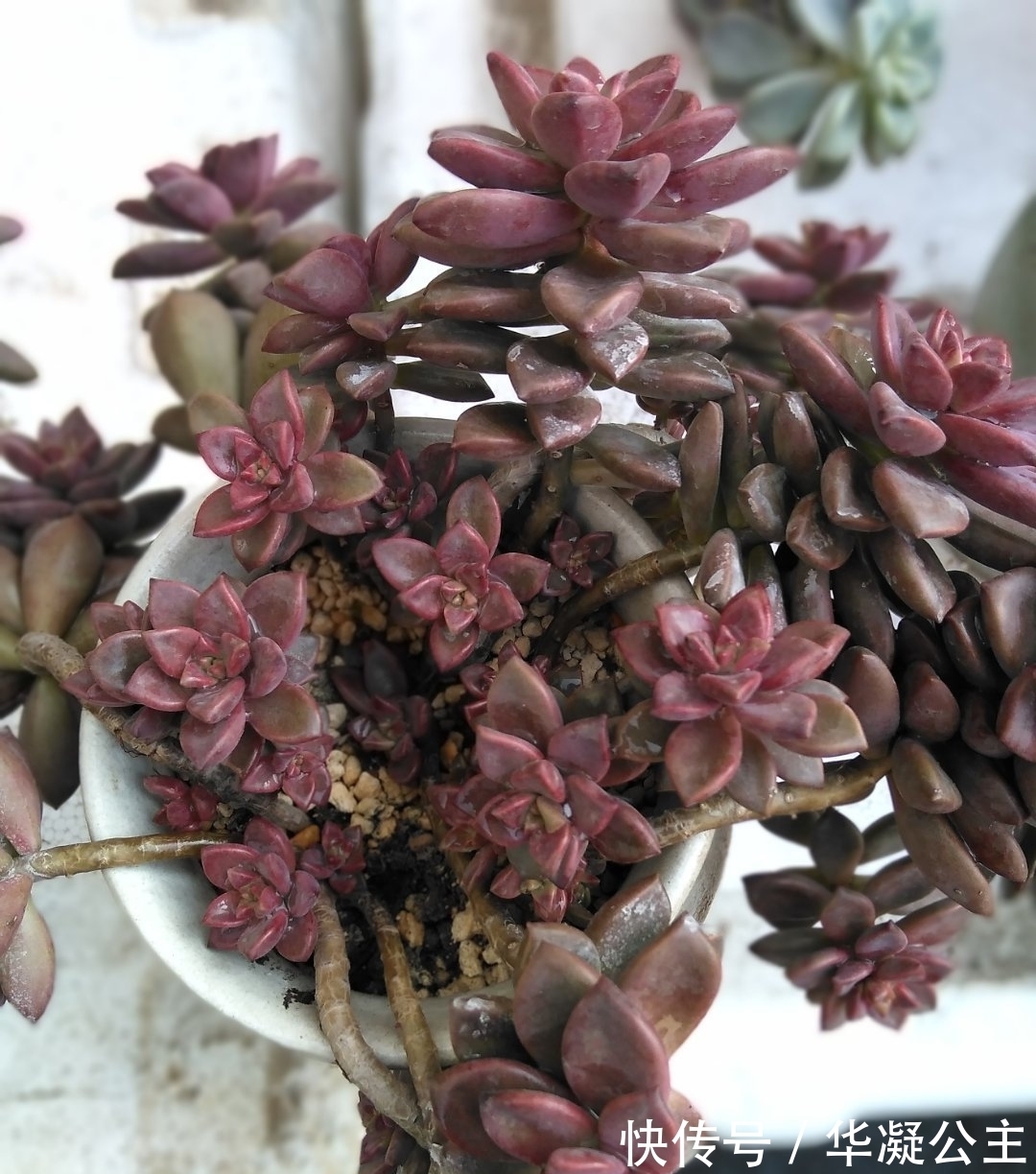 这“三多肉”是超生游击队，撸叶又冒一大片，小半年养成肉墩子