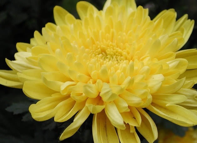 玉米黄质|女性离不开的3种食物,补充营养、滋润皮肤,越吃越年轻!