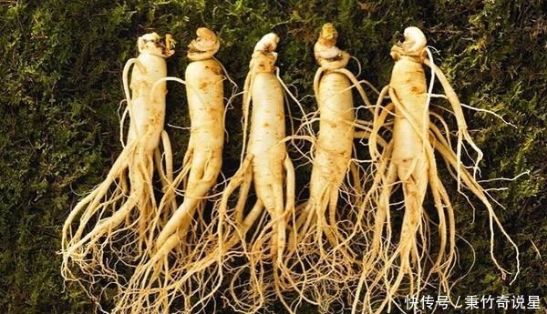 西方人|中国人参价格被炒到黄金之上,西方人乐坏了:我们那遍地都是