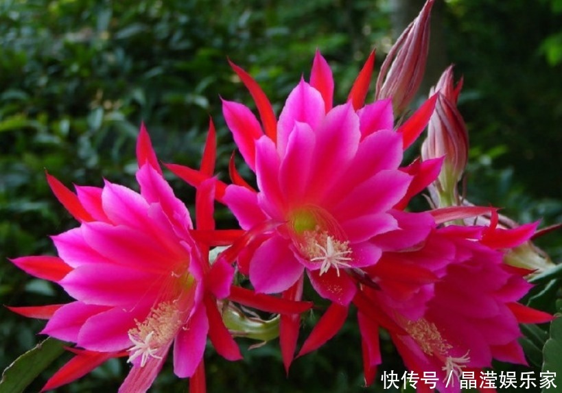 种花|仙人掌嫁接“一种花”,比扦插月季更简单,比嫁接蟹爪兰更好看