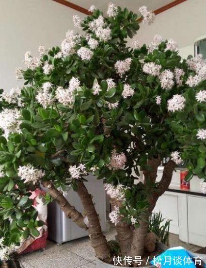 金枝玉叶|公认好养的5种花,能活一百年,开花吉利带仙气,越养越值钱