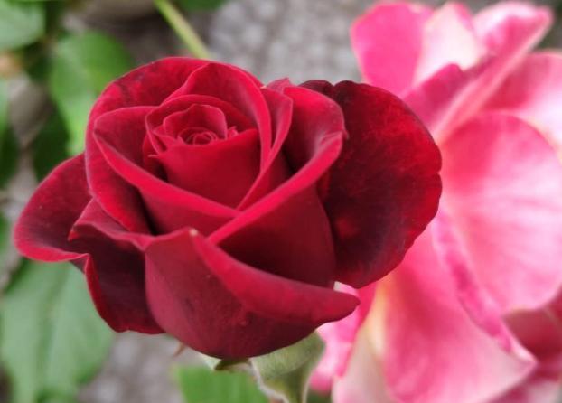 友好|4款花又美又香,花量繁多,全年开不停,对待新手很友好