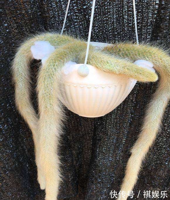 九尾狐|她家一棵“九尾狐”,开花超艳丽,邻居看了都眼馋!