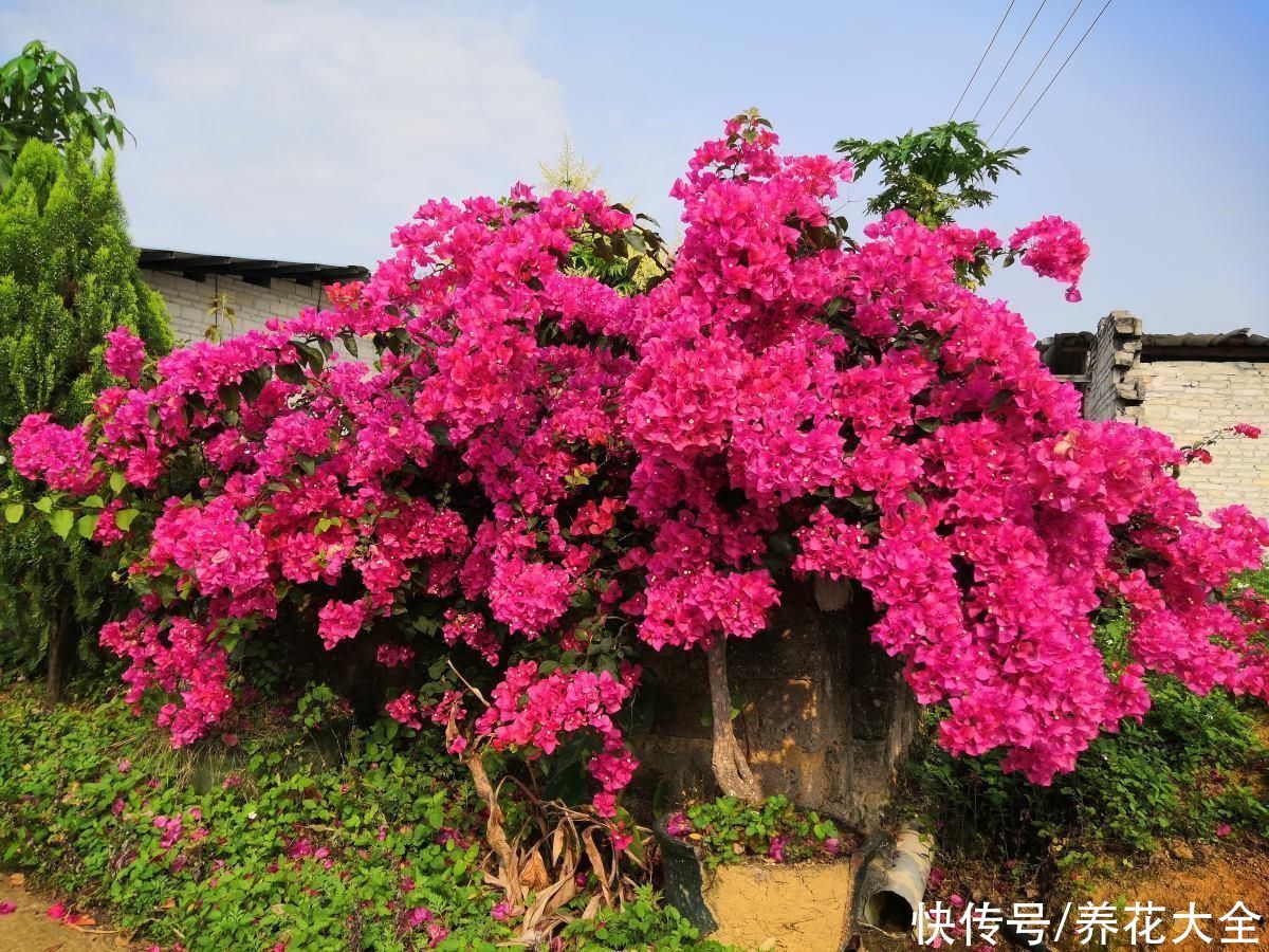 花芽|在家养三角梅，学会这一招，花芽蹭蹭冒不停