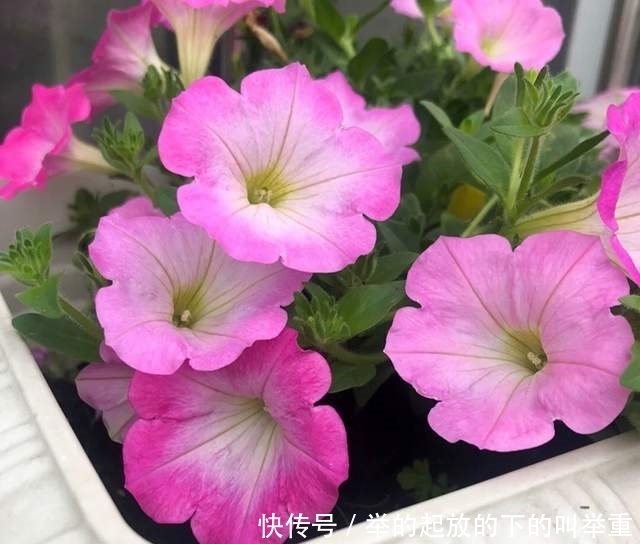 盆景|盆景矮牵牛养花实用指南