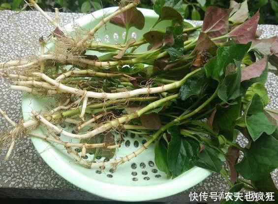 院子里长出5种草，尽量别破坏了，能赏又能当菜，有人花钱买来种