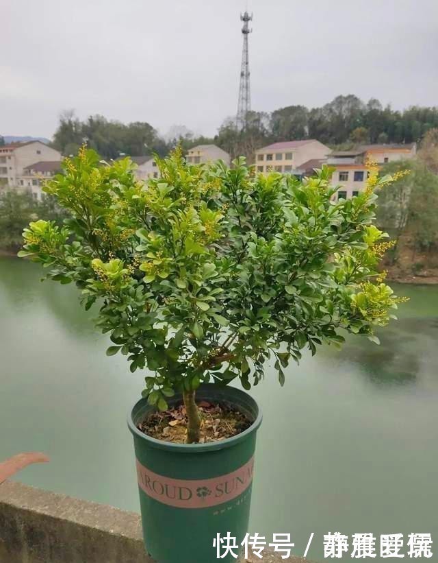 如何给屋里“添香”，3种植物随便选一种就可以，出门身上带香气